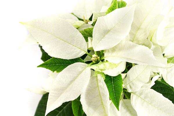 Weihnachtstern - Euphorbia pulcherrima