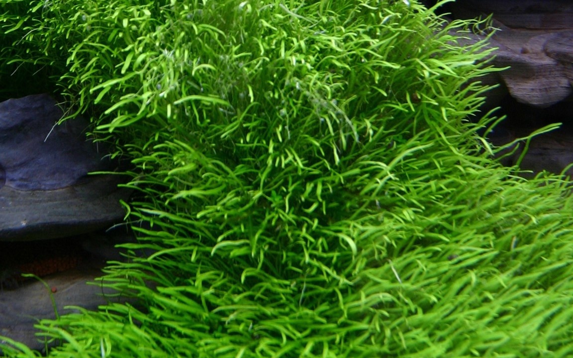 Waterplant Utricularia Graminifolia