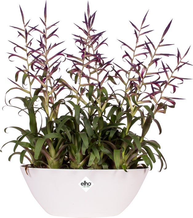 Elho bloempot Brussels wit 36 x 16 x 13,1 cm