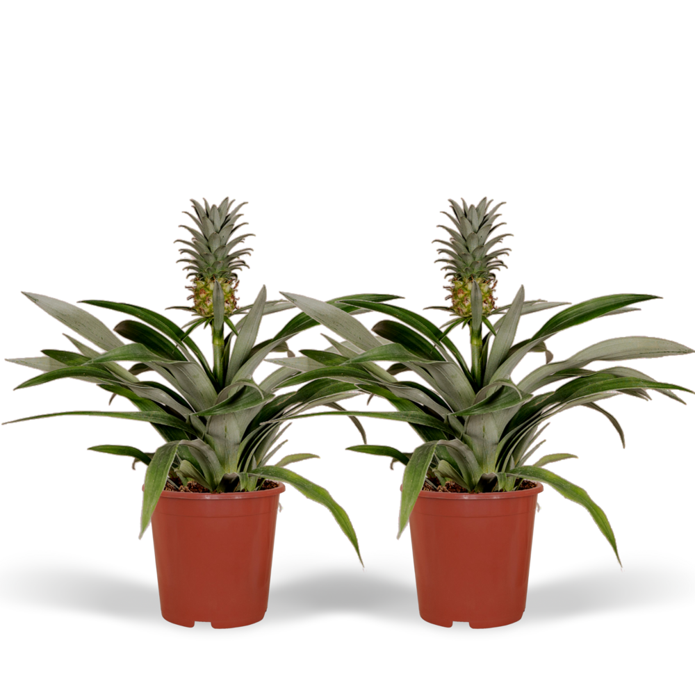 Plante d'intérieur - bromelia - lot de 2 30cm