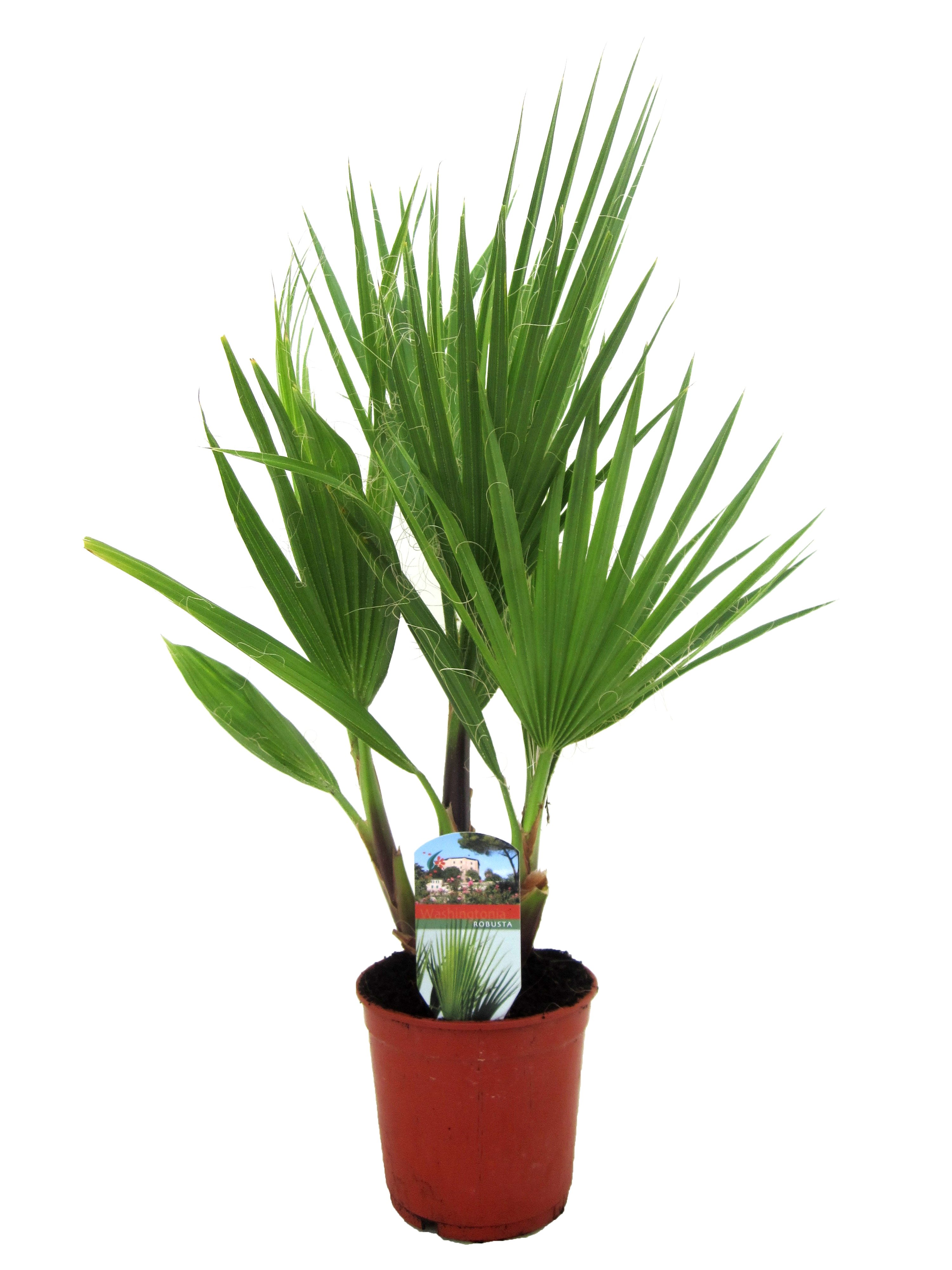 Washingtonia robusta - palmier éventail - pot 15cm - hauteur 50-60cm