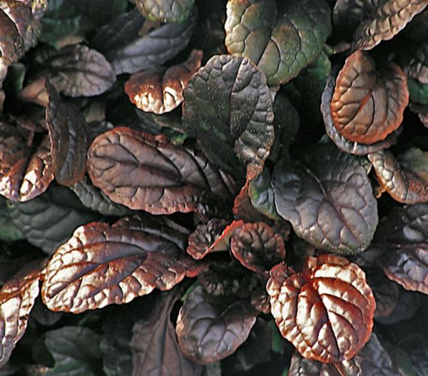 Günsel 'Mahagoni'