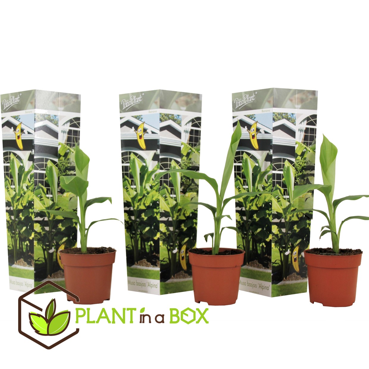Musa basjoo - set de 3 - plante de banane - jardin - pot 9cm - hauteur 25-40cm