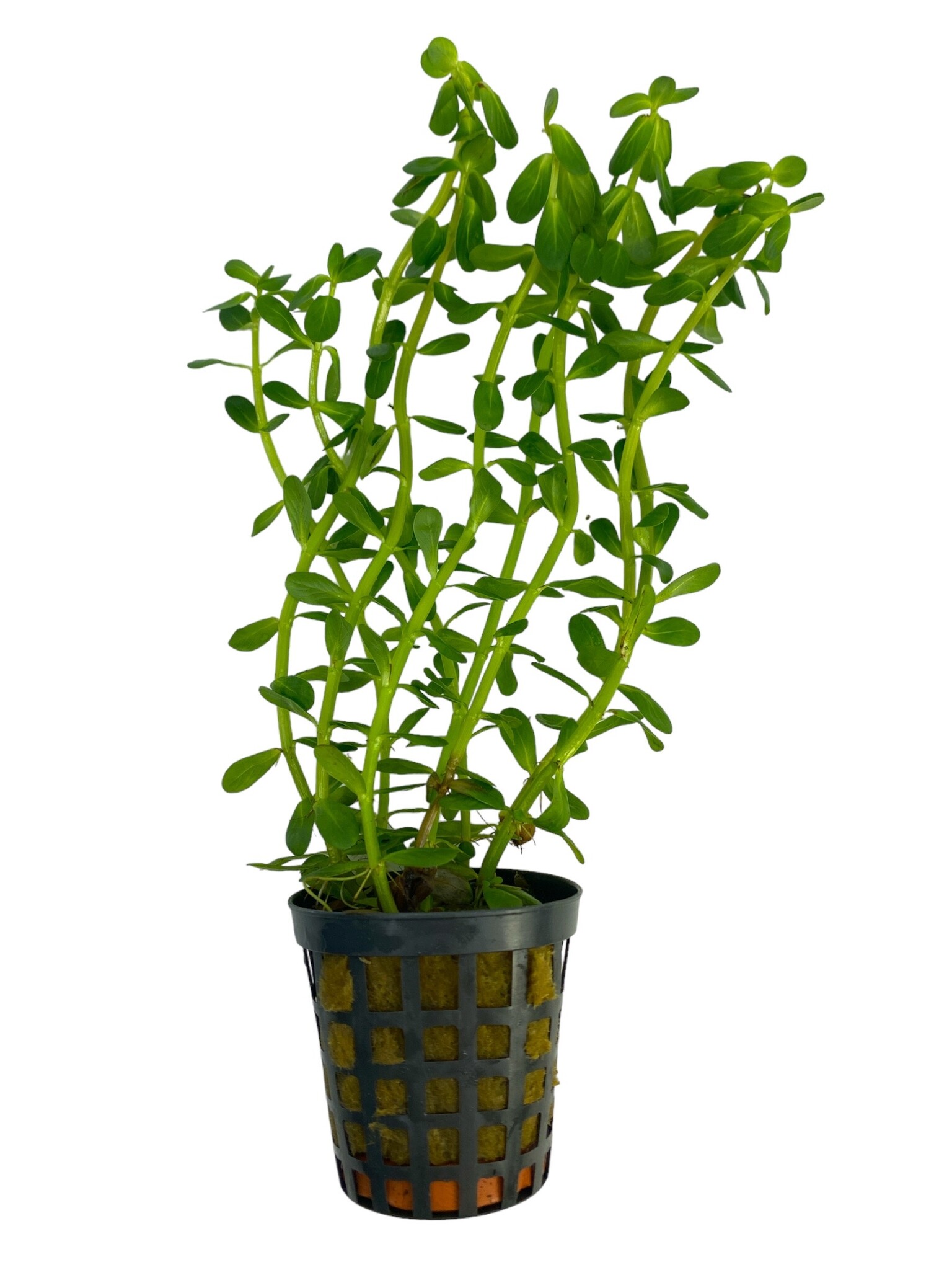 Waterplant Rotala Indica groen 5cm Pot, Aquariumplant