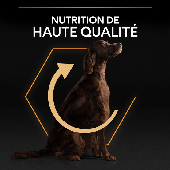 Croquettes chien adulte - 14 kg + 2,5 kg offerts