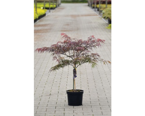 Donkerrode sleufesdoorn 'Dissectum Garnet' H 40 - 50 cm Co 4 L