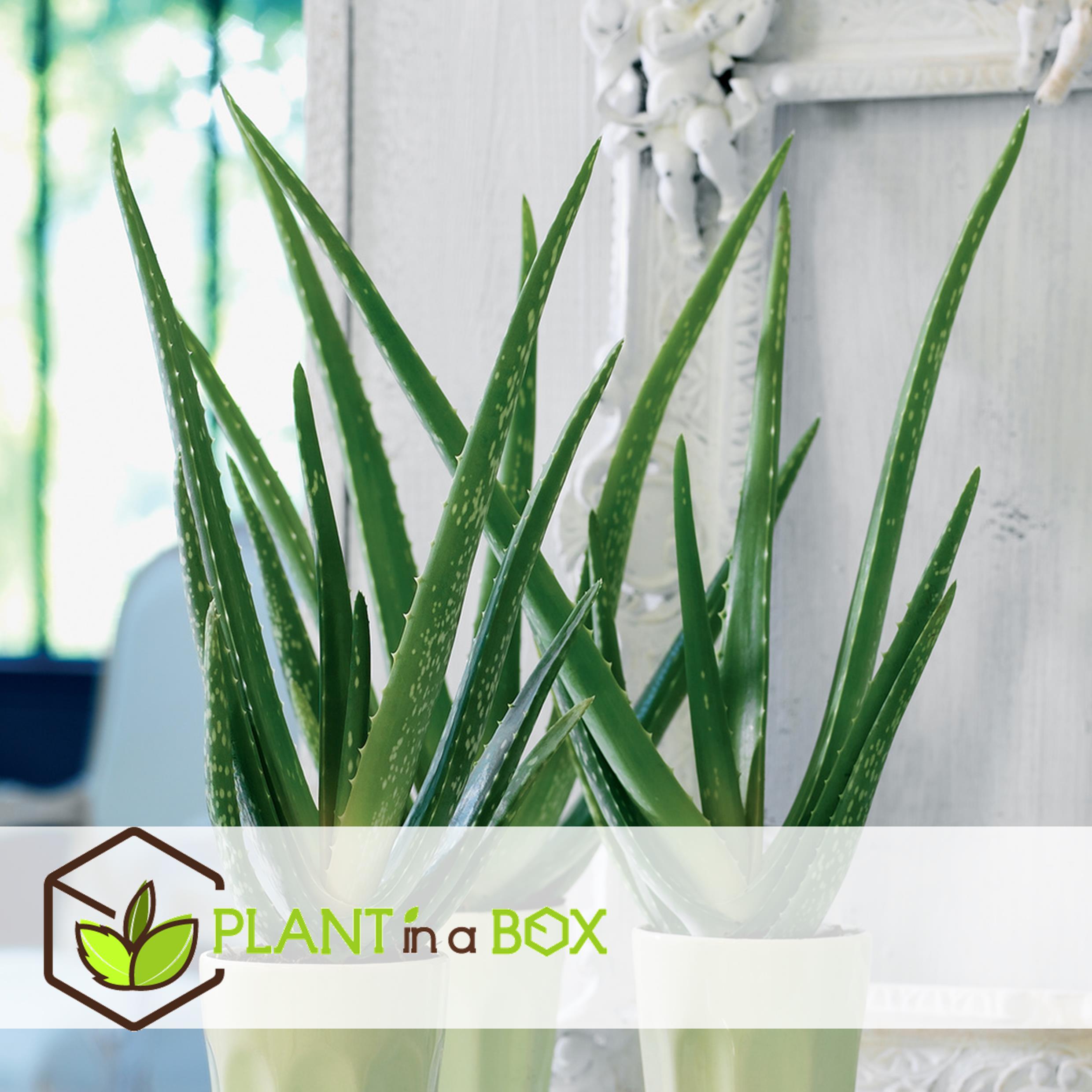 Aloe vera - set de 2 - succulente - pot 10,5cm - hauteur 25-40cm