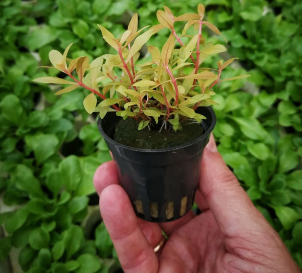 Waterplant Nesaea Pedicellata 