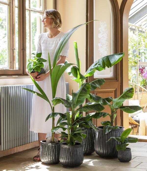 Banane 'Dwarf Cavendish'