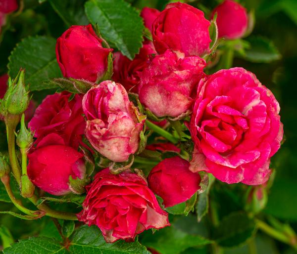 Balkonrose 'Lilly Rose®'