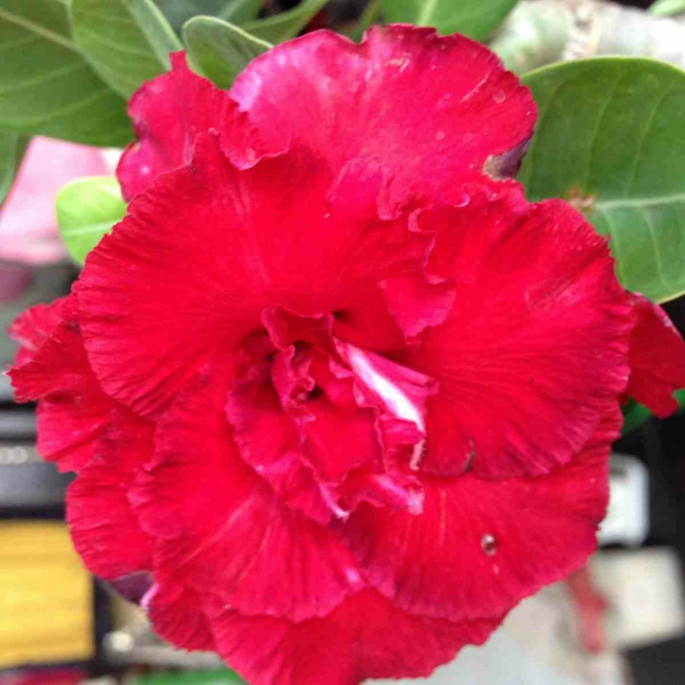 Adenium obesum cv.triple red rouge - taille caudex d'environ 2000g 25/30cm très gros caudex