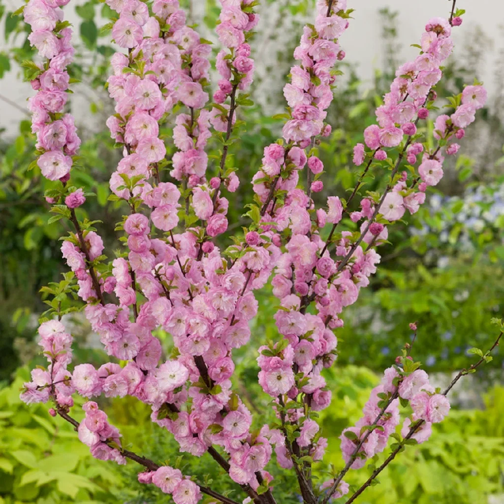 Prunus triloba Rosemandel oppstammet Høyde 100-125 cm