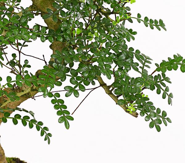 Bonsai Szechuan-Pfeffer - Zanthoxylum