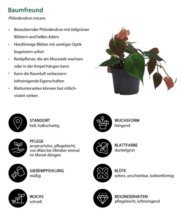 Baumfreund-Set - Philodendron, 3-teilig