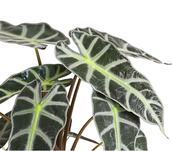 Pfeilblatt - Alocasia amazonica 'Polly'