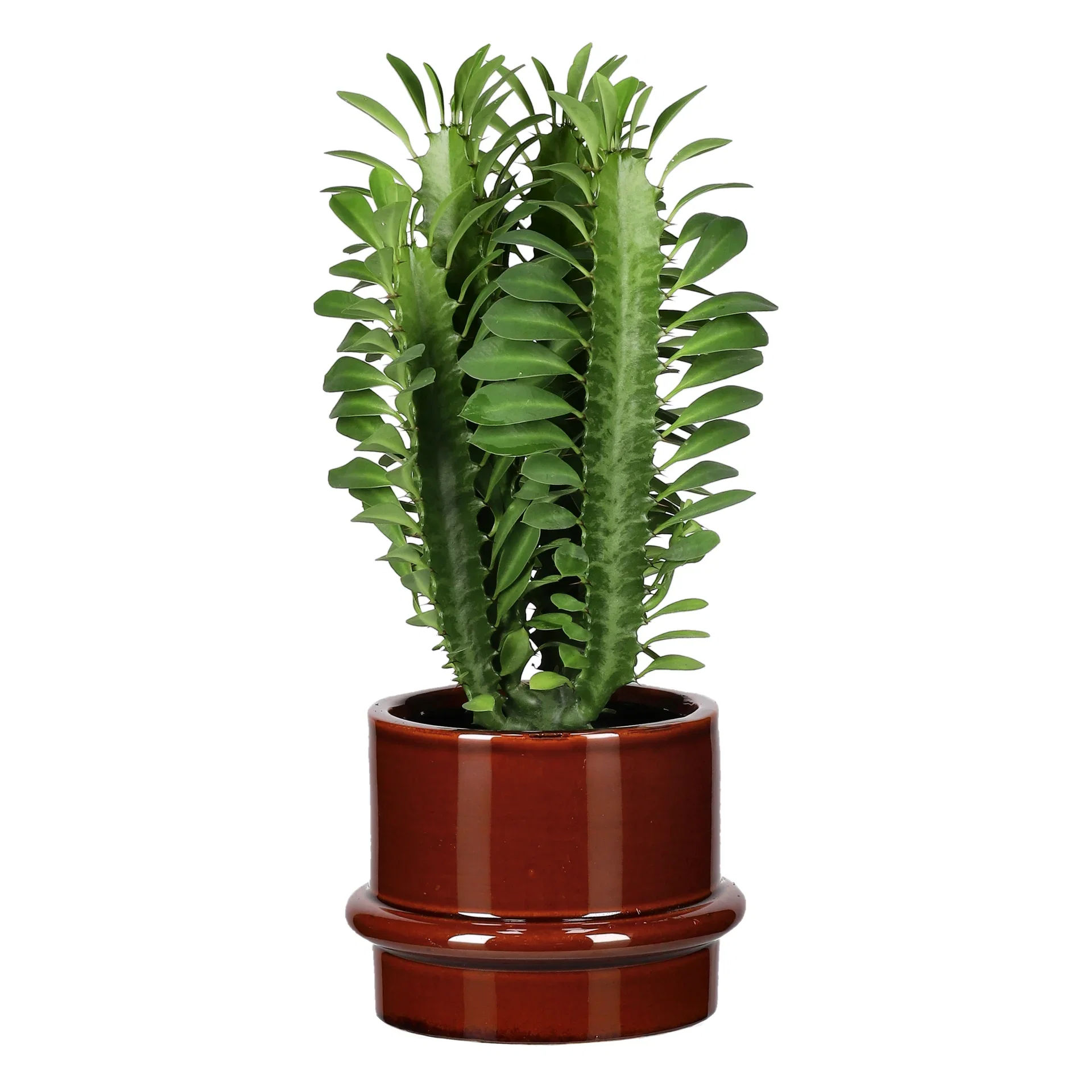 Euphorbia trigona Trekanteuforbia Høyde 30 cm