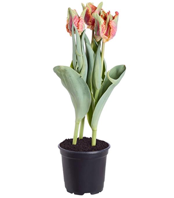 Papageien-Tulpe