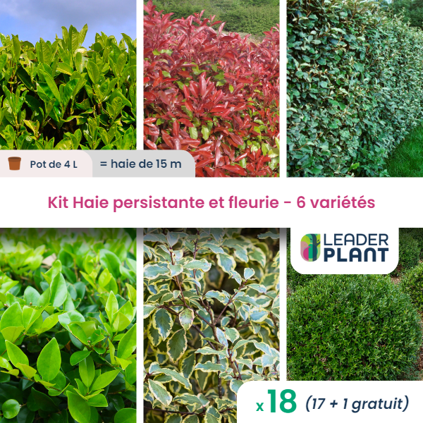 Kit haie persistante et fleurie 6 variétés – lot de 18 plants en pot de 4 l