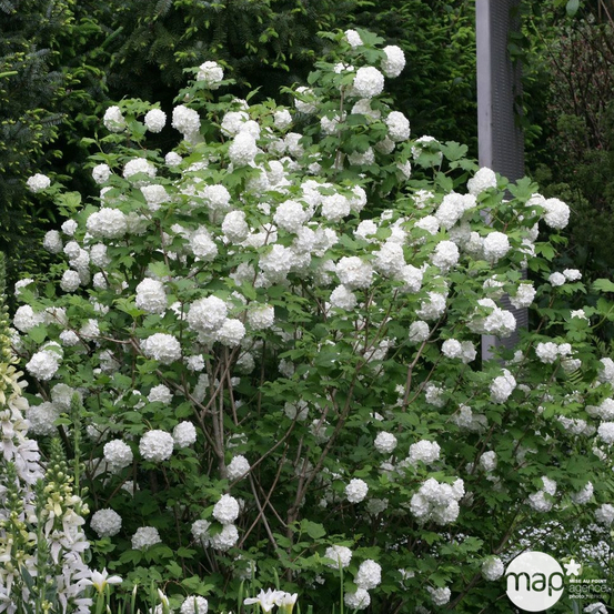 Viburnum opulus ' Roseum ' : ctr 5 litres