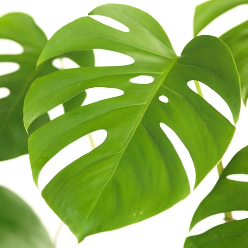 Gatenplant (Monstera deliciosa) D 19 H 80 cm