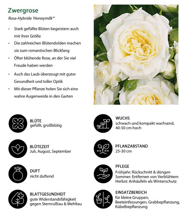 Zwergrose 'Honeymilk®'