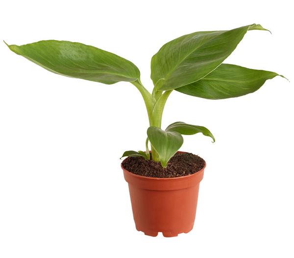 Banane