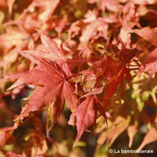 Acer Palmatum Reticulatum Red : C30L h.100/125cm