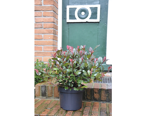 Dwergcotoneaster FloraSelf Photinia fraseri 'Little Red Robin' H 40-60 cm Co 6 L