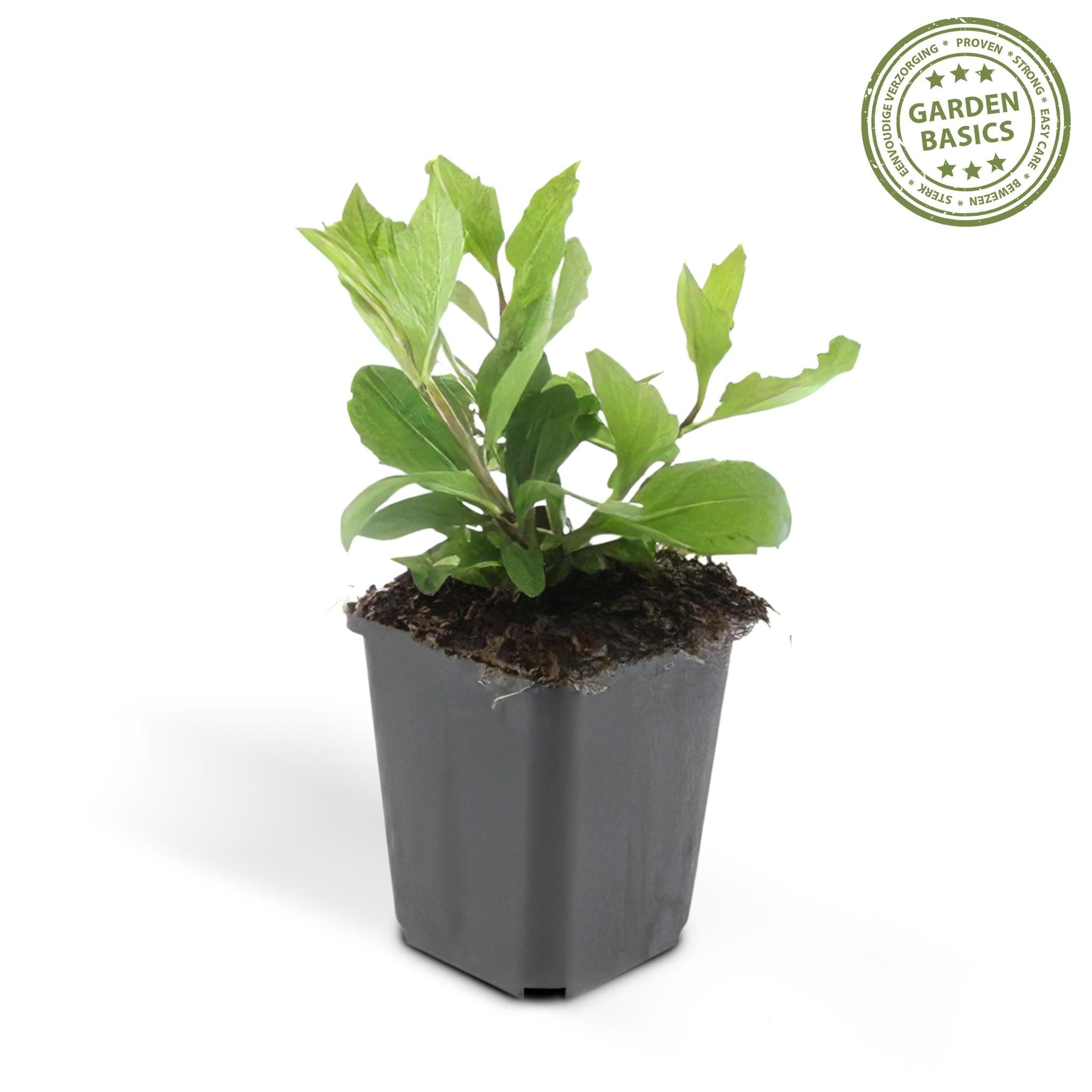Aster ageratoides 'ashvi' - lot de 6