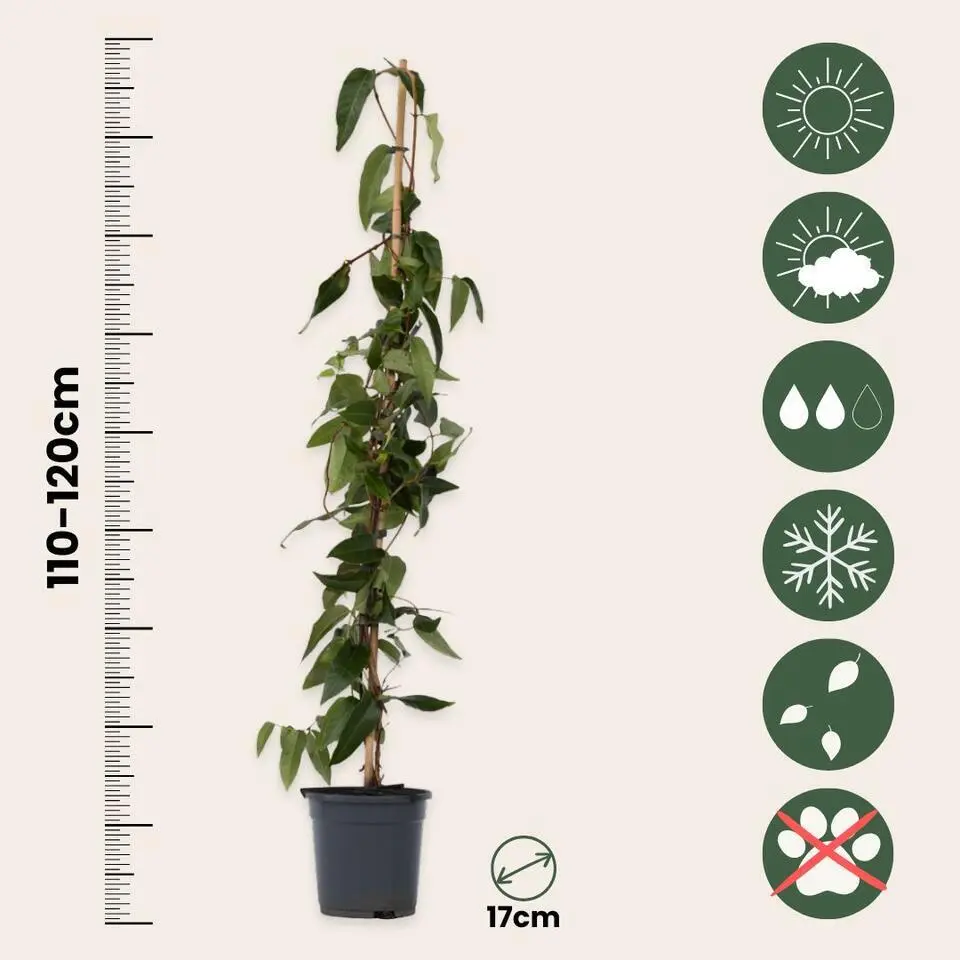 Kamperfoelie - Lonicera henryi 'Copper Beauty' - Hoogte 110-120cm - ⌀17cm