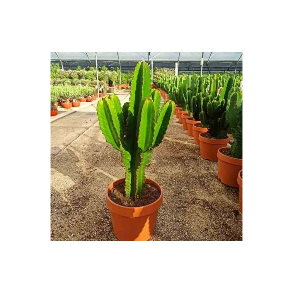 Euphorbia candelabrum taille pot de 25l - 80/100cm