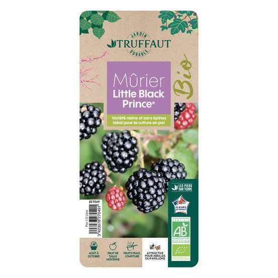 Mûrier 'Little Black Prince®' bio : pot de 1,5 litres