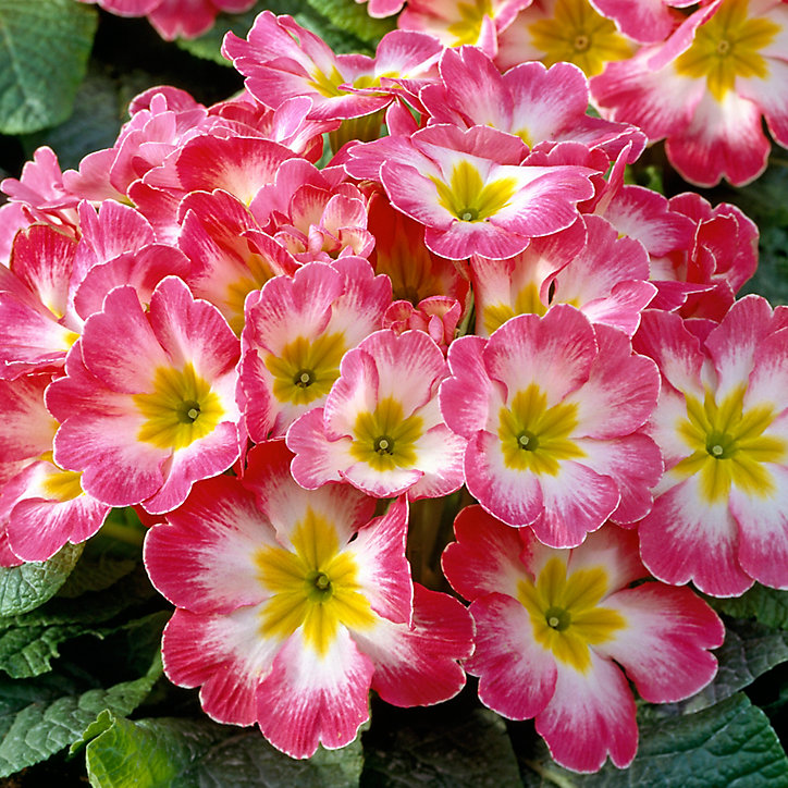Primevère assortiment en pot 10,5 cm