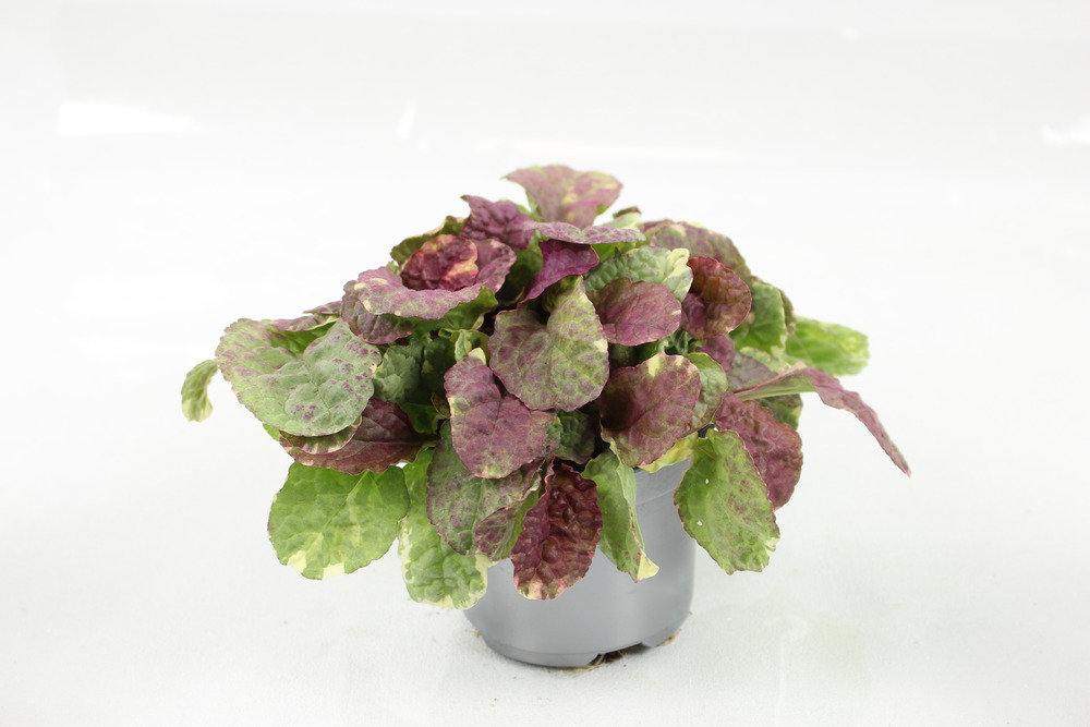 Plant de ajuga pot 10,5 cm