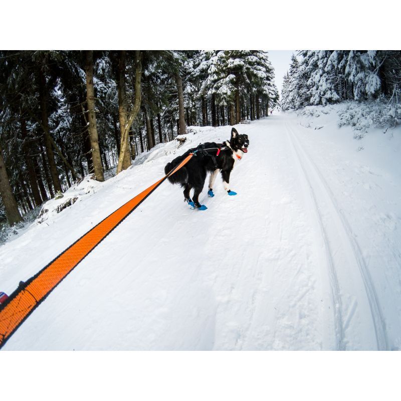 Bungee Leash - Laisse canicross