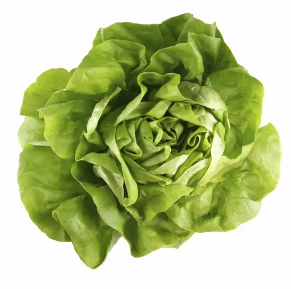 Kropsla