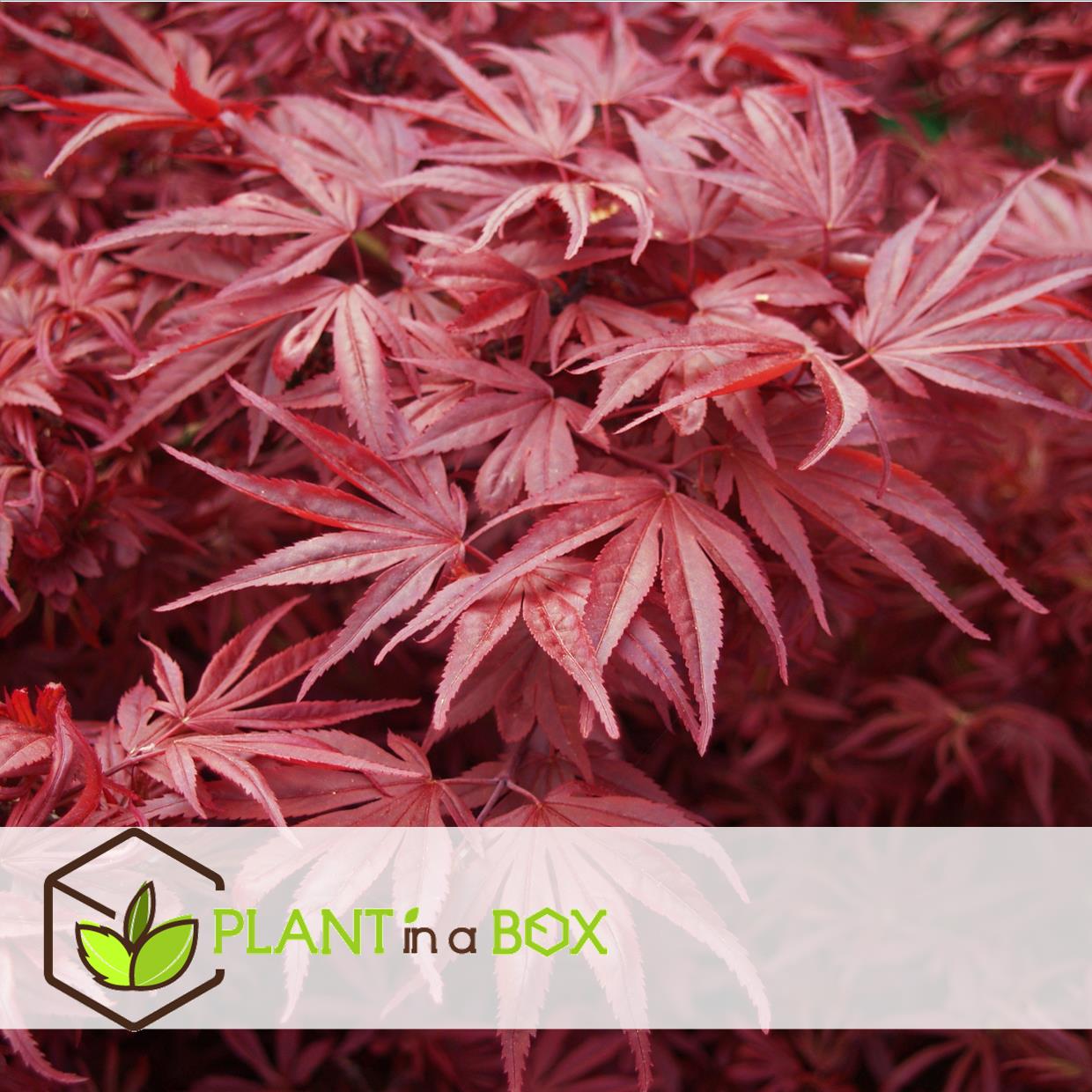 Acer palmatum - set de 3 - erable du japon - pot 19cm - hauteur 60-70cm