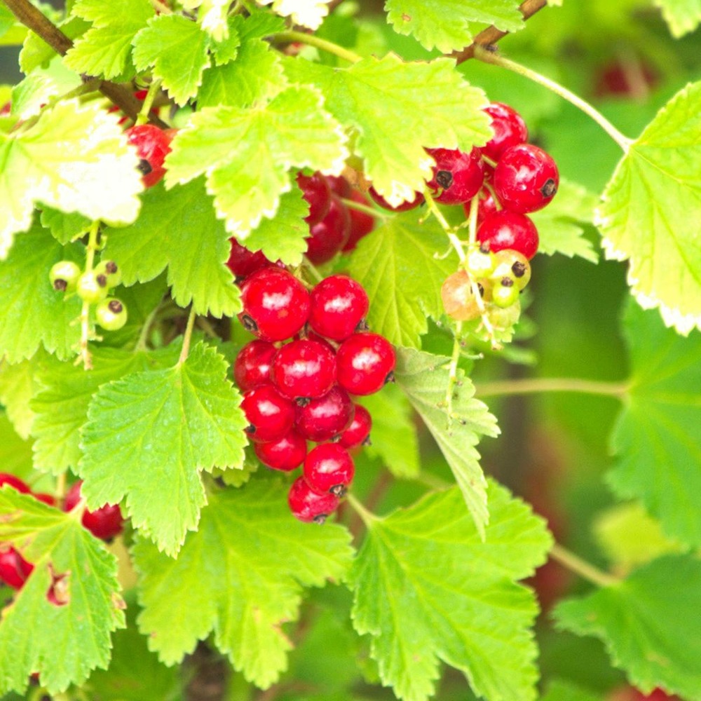 Groseillier à grappes rubrum london market/ribes rubrum london market[-]pot de 3l - 40/60 cm