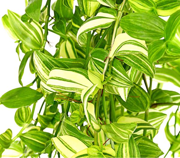 Dreimasterblume - Tradescantia zebrina 'Yellow