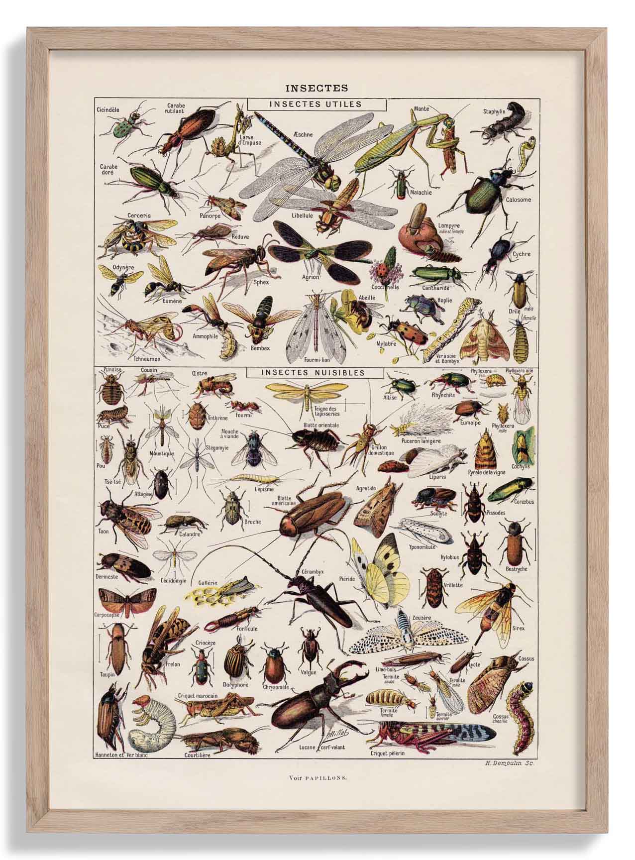 Insekten Larousse
