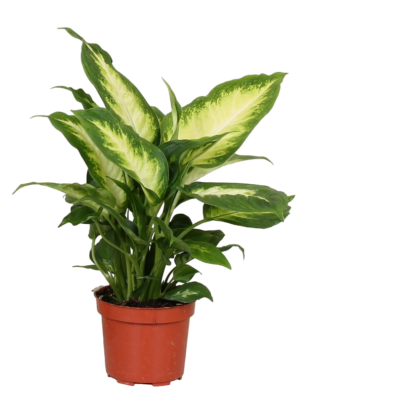 Plante d'intérieur - dieffenbachia 'camilla' 35.0cm