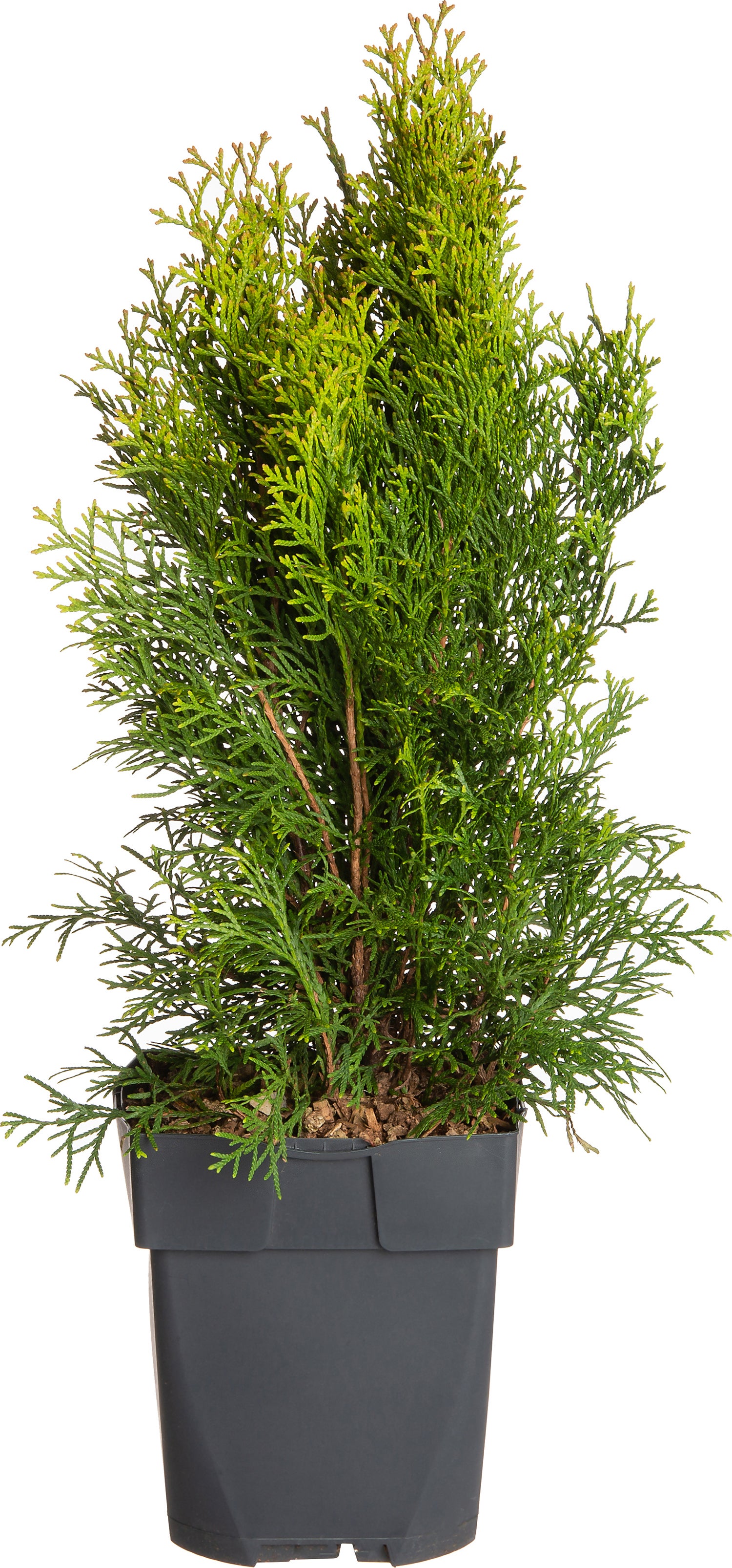 Levensboom (Thuja occidentalis 'Smaragd') D 17 H 60 cm