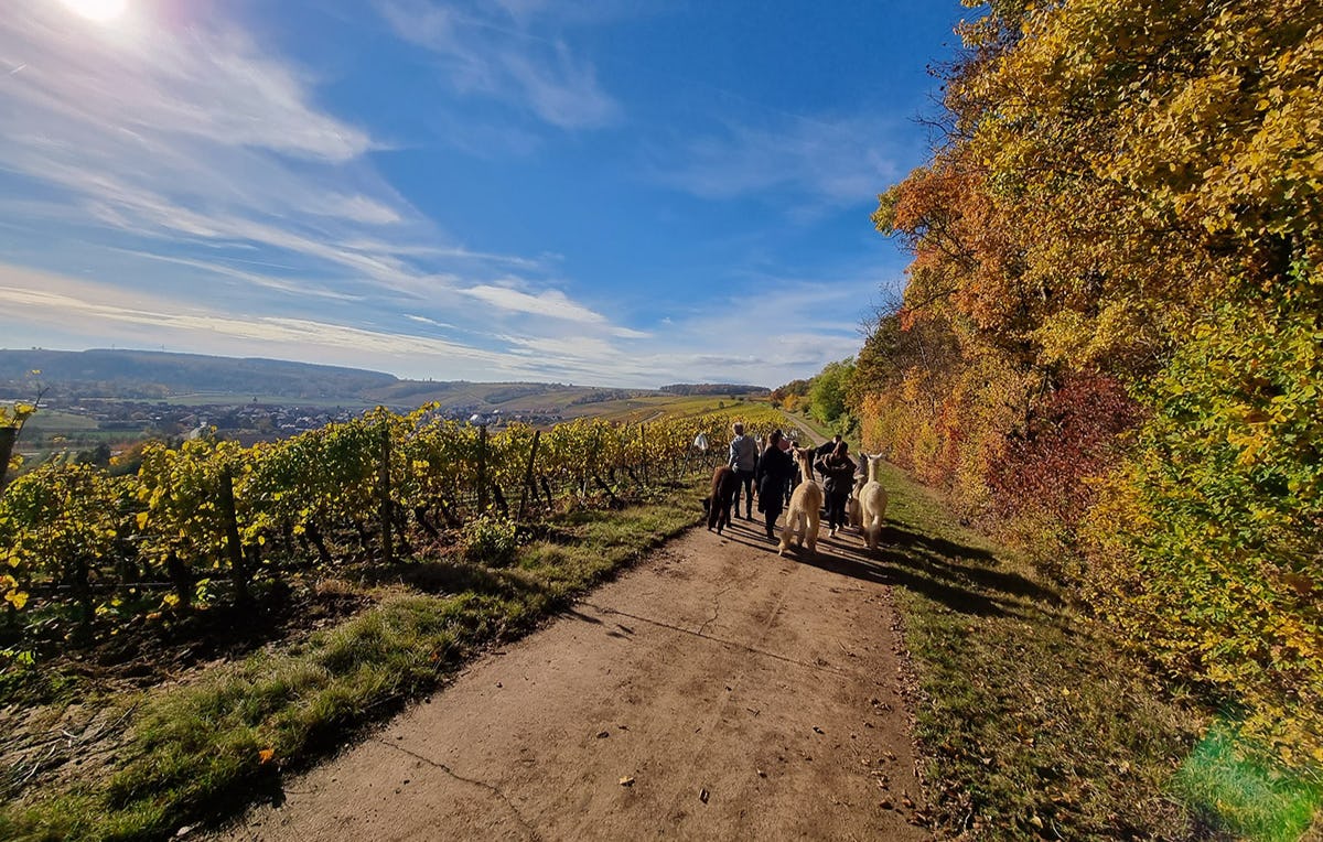 Alpaka Wanderung Dipbach