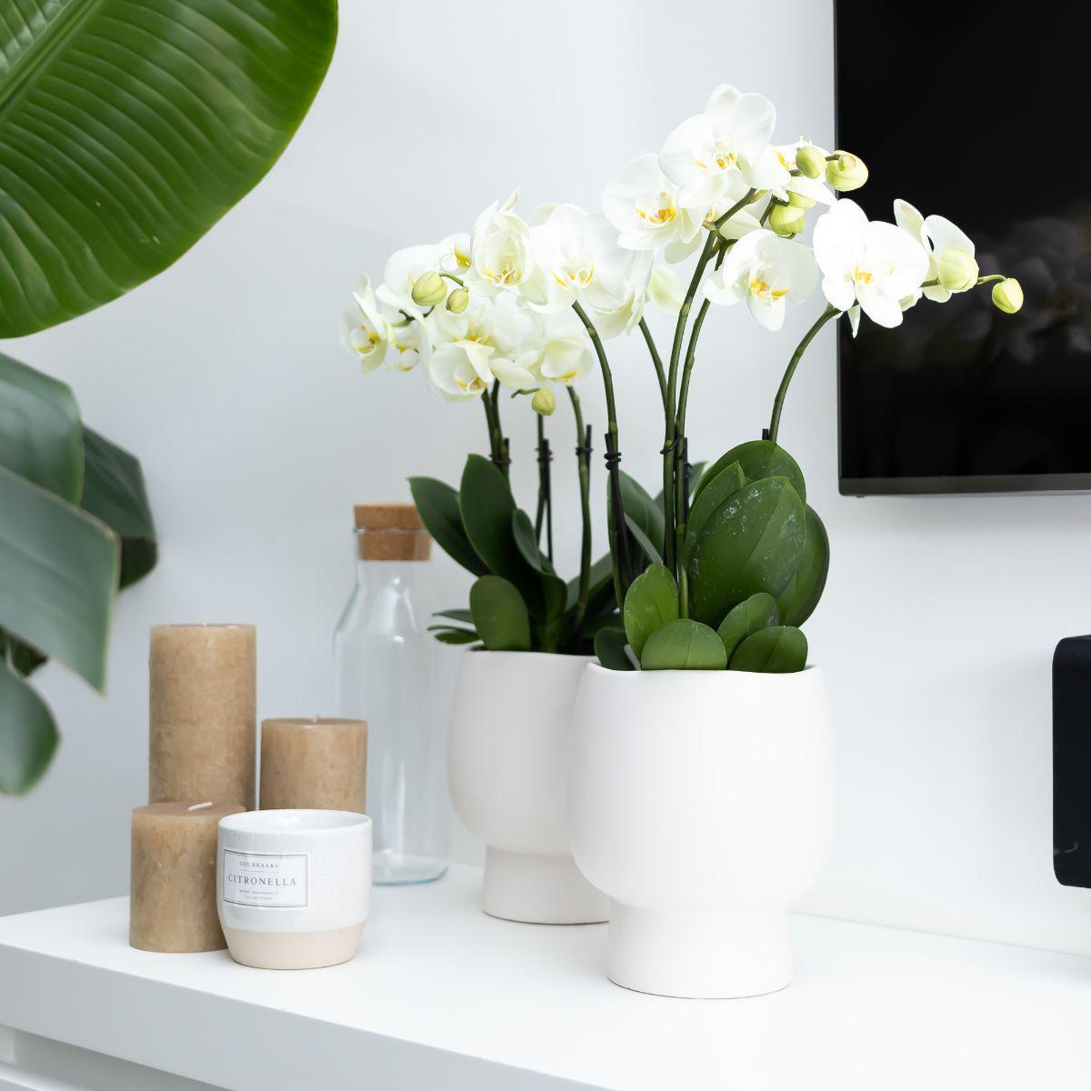 Orchidée phalaenopsis blanche - jewel ghent - taille du pot 12cm - frais du producteur