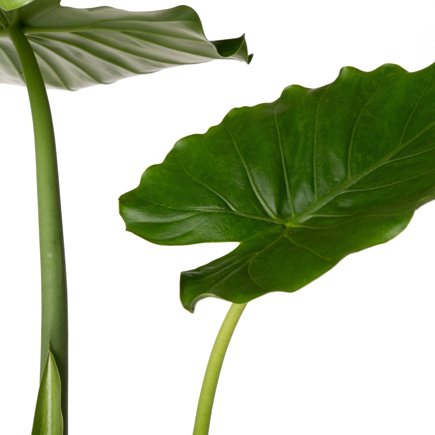 Olifantsoor (Alocasia gageana 'California') D 21 H 90 cm