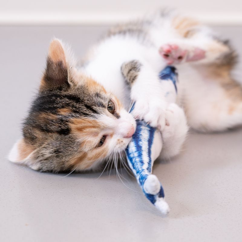 Jouet TIAKI Sardine garnie de menthe à chat