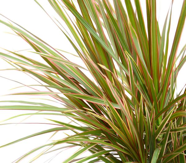 Drachenbaum - Dracaena marginata 'Bicolor'