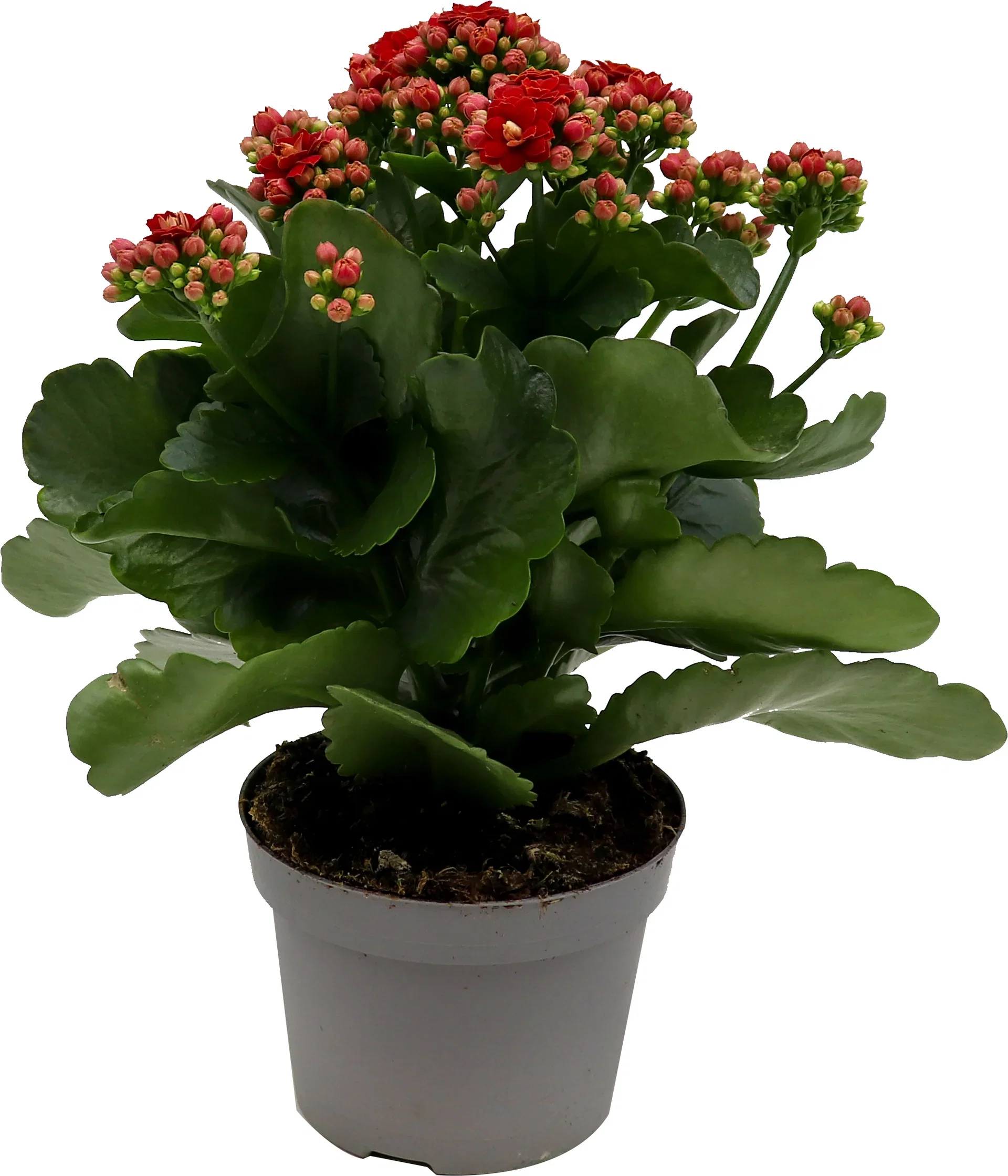 Kalanchoe red 10,5cm Ildtopp Høyde 25 cm