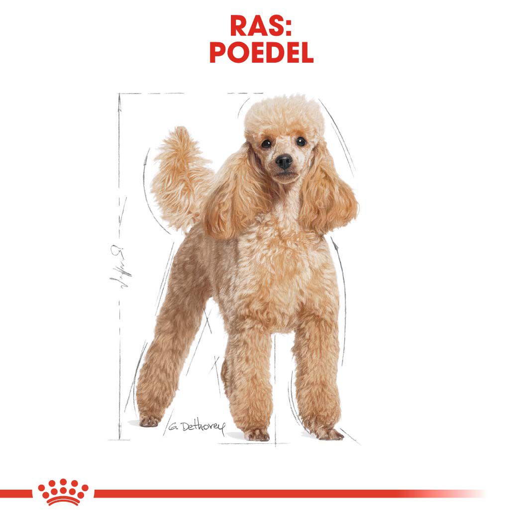 Royal Canin Poedel Adult  - Hondenvoer - 1.5 Kilogram - gevogelte