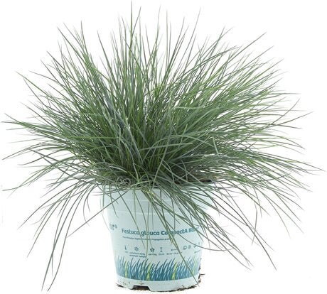 Blauwgras (Festuca glauca 'Compacta Blue') D 10,5 H 25 cm